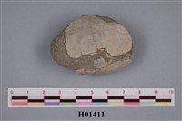 藏品(蛤化石)的圖片